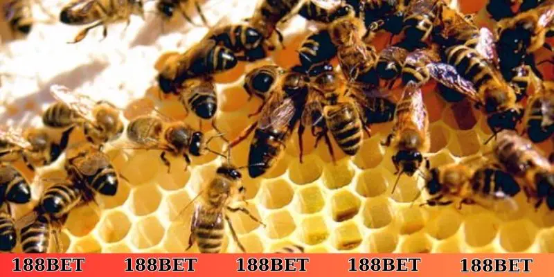 Giải mã việc nằm mơ thấy ong làm tổ trên người