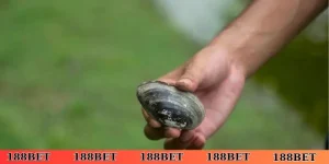 nằm mơ thấy bắt ốc dưới nước