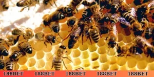 nằm mơ thấy ong làm tổ trên người