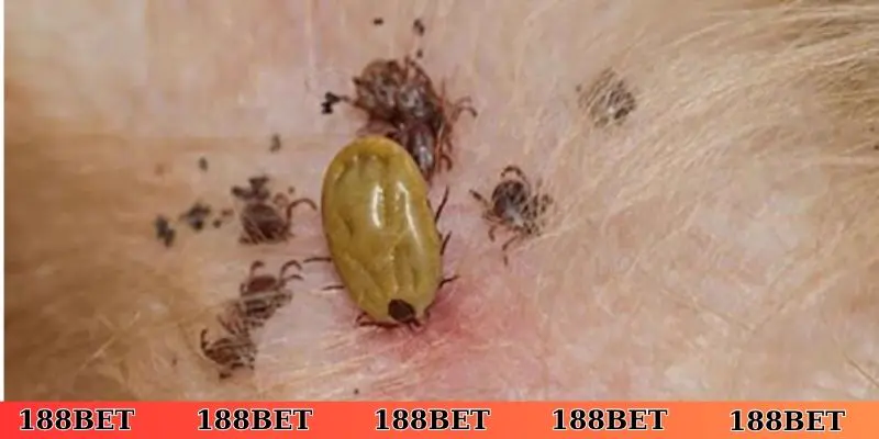 Quan niệm dân gian của nằm mơ thấy ve chó là điềm gì