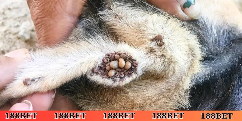 Vấn đề phong thủy của nằm mơ thấy ve chó là điềm gì